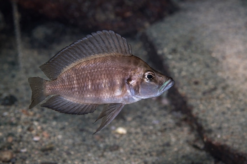 Altolamprologus compressiceps 'Chimba'
